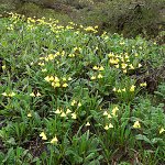 Click to see: aglenianaPB_0243