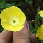 Click to see: aglenianaPB_0245