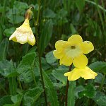 Click to see: aglenianaPB_0258