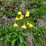 Click to see: aglenianaPB_0434