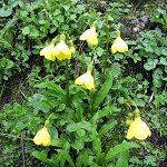 Click to see: aglenianaPB_0753