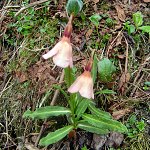 Click to see: aglenianahybridPB_0315