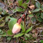 Click to see: aglenianahybridPB_0416