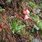 Click to see: aglenianahybridPB_0794