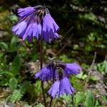 Click to see: amethystinaBrevifoliaHJ2574