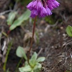 Click to see: amethystinaDZ_0031