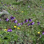 Click to see: amethystinaJR_0648
