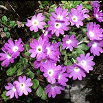 Click to see: assamicaAC1