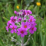 Click to see: beesianaJL_0935