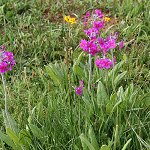 Click to see: beesianaJL_0940