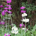 Click to see: beesianaleucanthaJL_1046