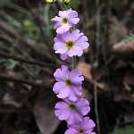 Click to see: blattariformisPE_1405c