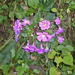 Click to see: boothiiautumnalisSR463