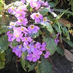 Click to see: boothiiautumnalisSR467