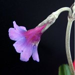 Click to see: boreiocallianthaIS3