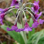 Click to see: boreiocallianthaPE_3825