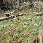 Click to see: boreiocallianthaPE_3893