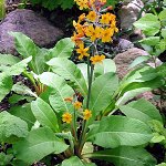 Click to see: bulleyanaDS1