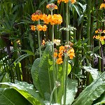 Click to see: bulleyanaPE1