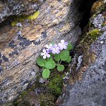Click to see: caveanaJJ_2701