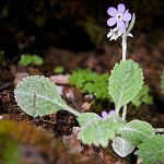 Click to see: caveanaMT_0897