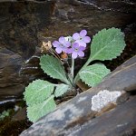 Click to see: caveanaMT_0951