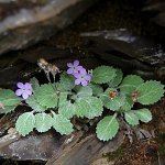 Click to see: caveanaMT_0952