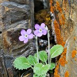 Click to see: caveanaMT_2248
