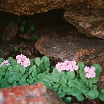 Click to see: caveanaPB_97a