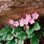 Click to see: caveanaPB_97c