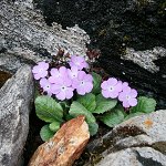 Click to see: caveanaSW1