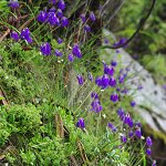 Click to see: cawdorianaBT_60