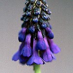 Click to see: cernuaNR2