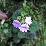 Click to see: densaPB_0533