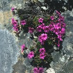 Click to see: dryadifoliaAC2
