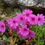 Click to see: dryadifoliaCongestifoliaHJ3055