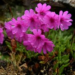 Click to see: dryadifoliaCongestifoliaHJ3057