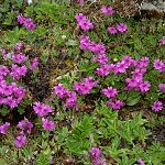 Click to see: dryadifoliaCongestifoliaHJ3093