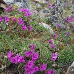 Click to see: dryadifoliaHJ_3091