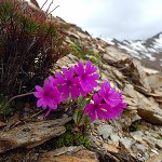 Click to see: dryadifoliaHJ_3093