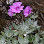 Click to see: dryadifoliaJL1
