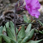 Click to see: dryadifoliaJL2