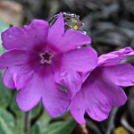 Click to see: dryadifoliaJL3