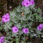 Click to see: dryadifoliaJL4