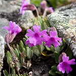 Click to see: dryadifoliaJL_7775