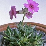 Click to see: dryadifoliaMI1