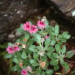 Click to see: dryadifoliaPB_91