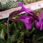 Click to see: dryadifoliaPE_2698
