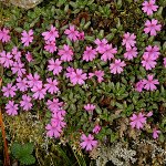 Click to see: dryadifoliasspcongestifoliaDZ