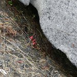 Click to see: elizabethaeJRoy_P1050396